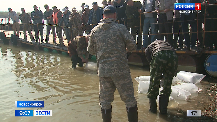 В Новосибирске выпустили в Обь больше ста тысяч мальков нельмы и судака