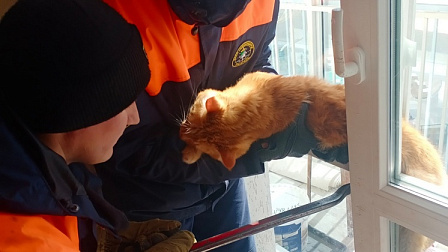 В Новосибирске спасатели пришли на помощь застрявшему в двери балкона коту