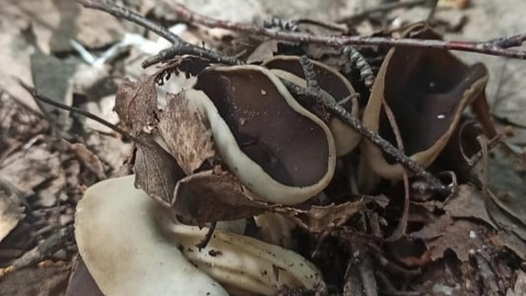 В лесу Новосибирской области нашли гриб-падальщик