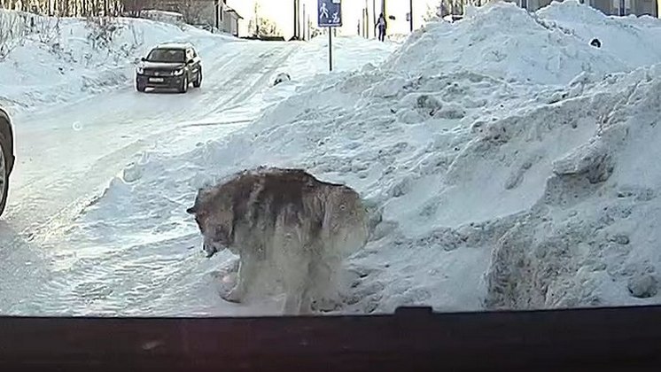 Дело об искусанном собакой 7-летнем мальчике передали следователям Новосибирска