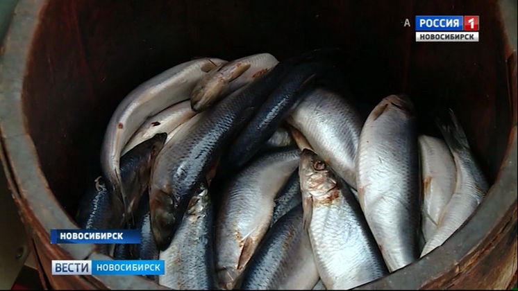 Дары камчатки новосибирск. Улов Новосибирск. Рыбы в Новосибирске улов. Новосибирск рыба свежие. Рыба на Левобережке в Новосибирске.