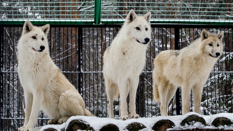 Полярные волки из новосибирского зоопарка переехали в Арабские Эмираты