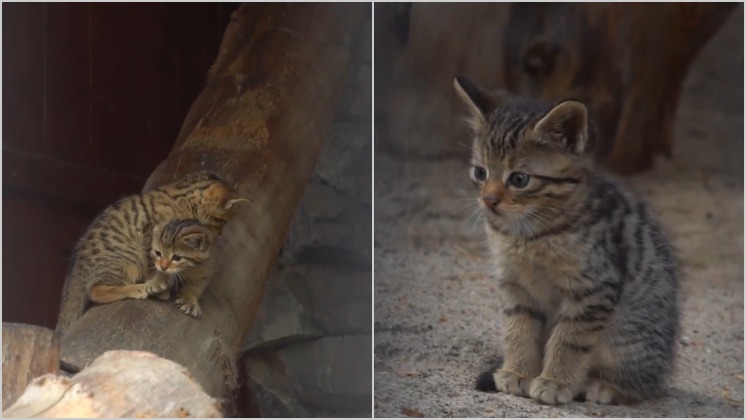 В новосибирском зоопарке у семьи лесных котов родились четверо малышей