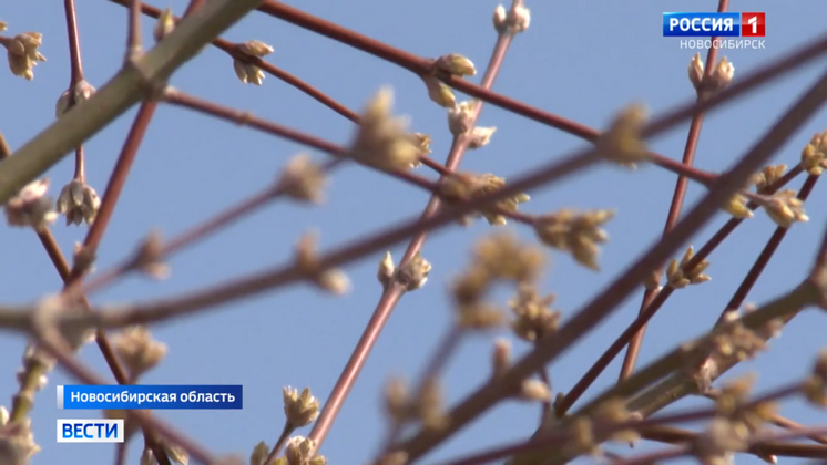 В Новосибирскую область пришла жаркая погода