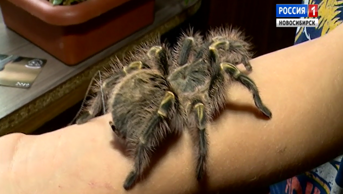 В Новосибирской области семейная пара воспитывает детей пауками и тритонами