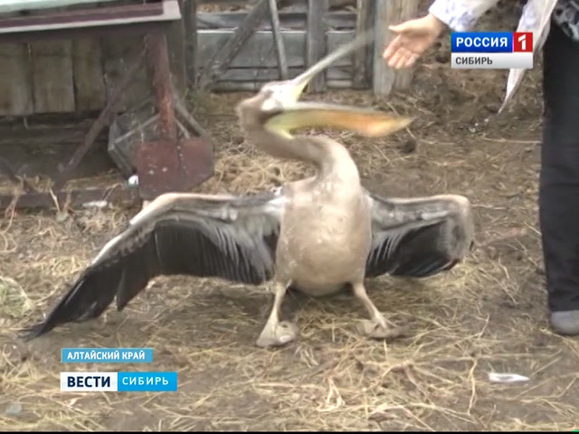 Нежданный перелетный гость: в село Степной Кучук Алтайского края прилетел пеликан