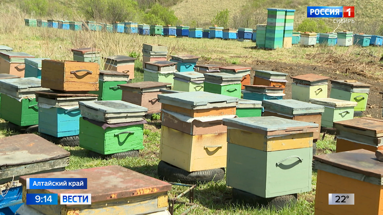 В Алтайском крае на пасеках погибли десятки пчелосемей