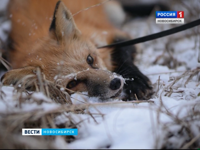 Купить Лису Новосибирск Цена