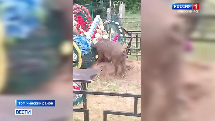 В Новосибирской области свиньи снова разгромили могилы на сельском кладбище