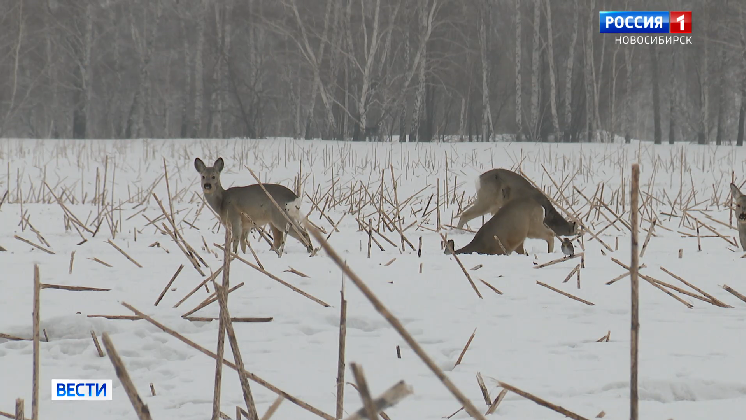Большое стадо косуль начало пастись на неубранном поле в Новосибирской области