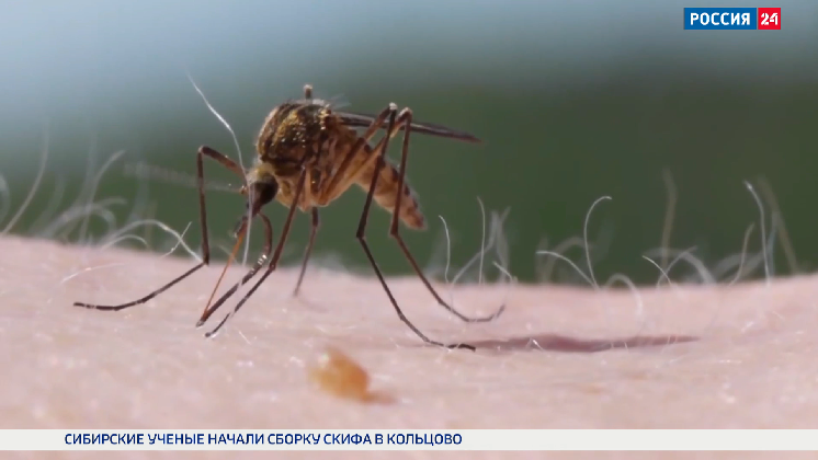 Новосибирские энтомологи выдали прогноз на вторую волну нашествия комаров