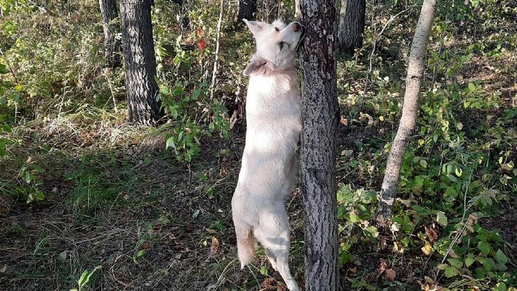 Живодеры повесили собаку на дереве в лесу под Новосибирском