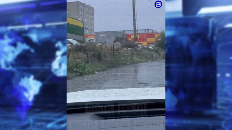 Два лося удивили своим появлением во дворах домов в Новосибирске 4 сентября