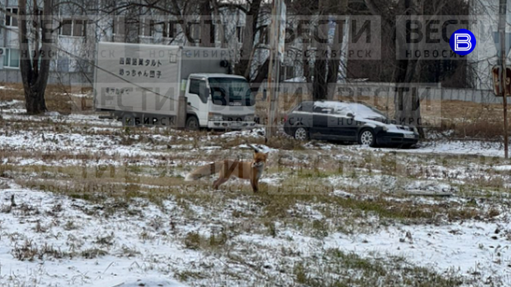 Дикая лиса заставила обсуждать новосибирцев её частое появление в Краснообске