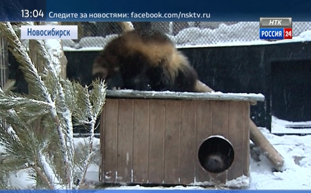 Погодные аномалии: в зоопарке Новосибирска проснулись бурые медведи