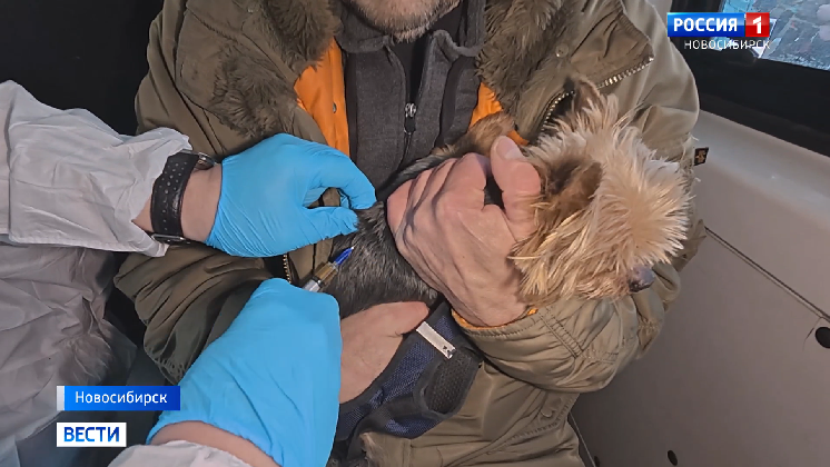 Выездная вакцинация собак и кошек от бешенства стартовала в Новосибирске