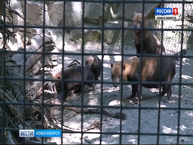 В Новосибирском зоопарке родились три кустарниковые собаки