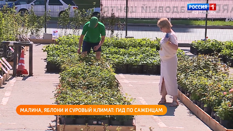 Полезная передача: идём на выставку деревянных скульптур, выбираем саженцы
