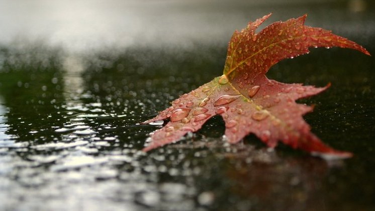 Пасмурный и дождливый октябрь ждёт новосибирцев