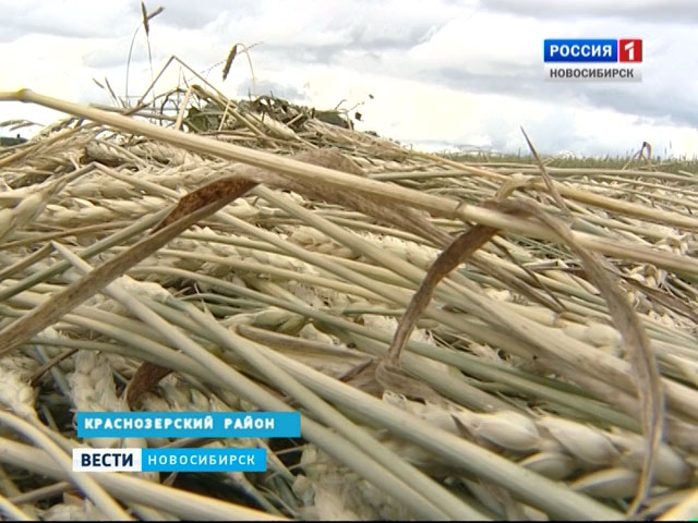 В Новосибирской области подводят первые итоги уборки зерновых