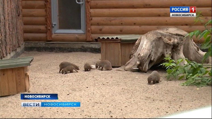 В Новосибирском зоопарке детеныши родились у черных волков, приматов и мангустов