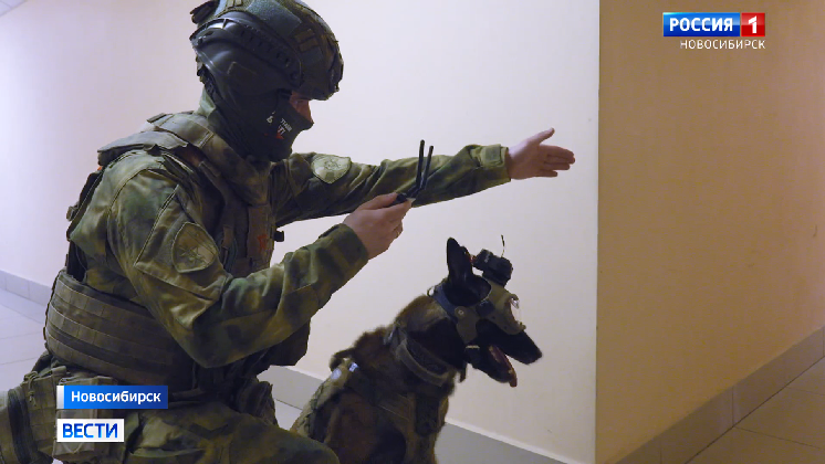 Уникальный шлем с камерой для собак тестируют новосибирские кинологи спецназа