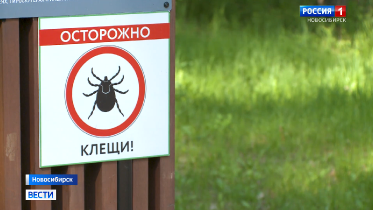 Роспотребнадзор предупредил новосибирцев об опасности клещей в парках