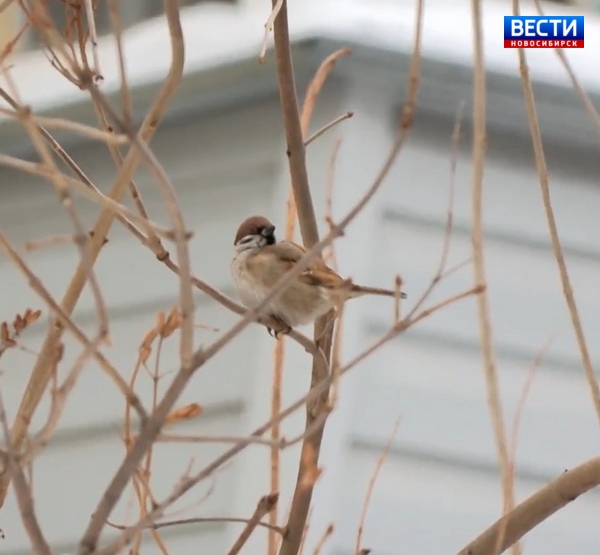 Воробей сидит на ветке