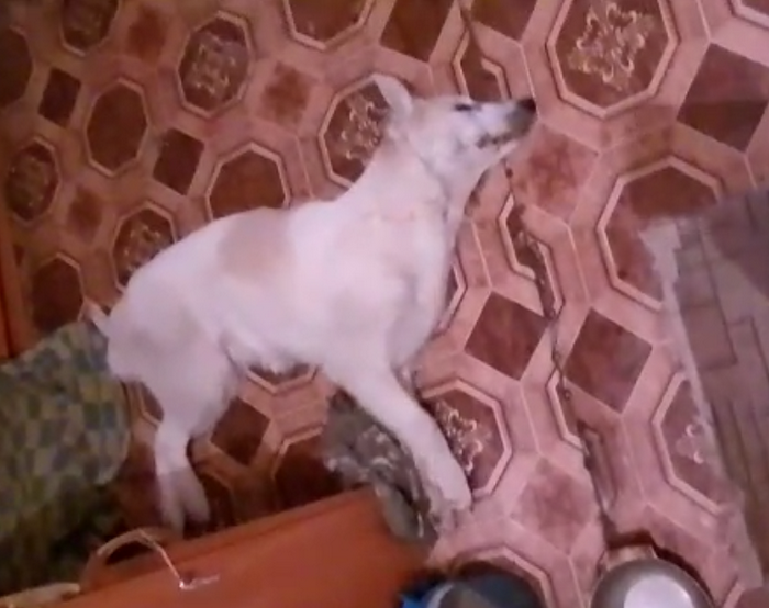 Под Новосибирском неизвестные отравили сразу несколько собак
