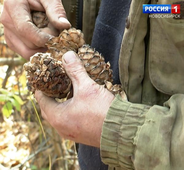 Шишкарь очищает кедровые шишки руками