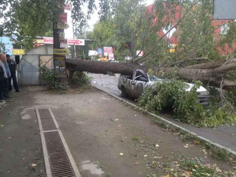 Новости аст новосибирск сегодня. Сильный ветер в Новосибирске. Сильный ветер в Высоковске. Ветер ломает деревья. Сильный ветер в Королеве.