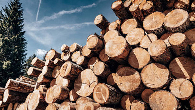 Новосибирца осудят за контрабанду березовой древесины на 1,5 миллиона рублей