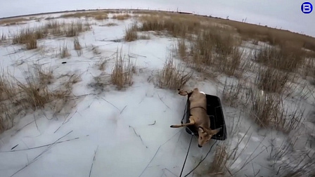 Более 300 косуль спасли от гибели на льду в Новосибирской области