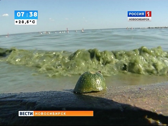 Обское море температура. Вода в Обском водохранилище. Уровень воды в Обском водохранилище. Градус воды на Обском водохранилище. Уровень воды в Обском водохранилище в Новосибирске.