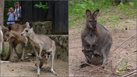 В большом семействе кенгуру новосибирского зоопарка родились детеныши