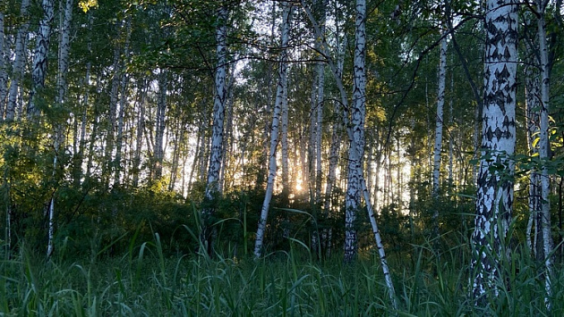 В Новосибирской области незаконно вырубили деревья более чем на 700 тысяч рублей
