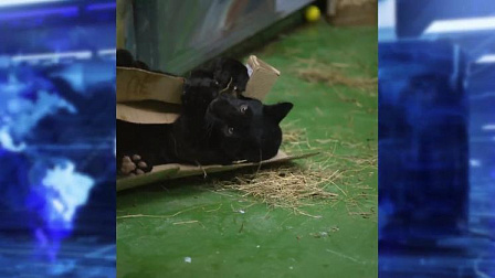 В новосибирском зоопарке поселился игривый ягуар Габриэль