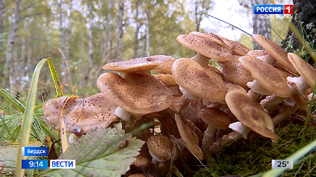 В Новосибирской области появились первые грибы после аномальной жары