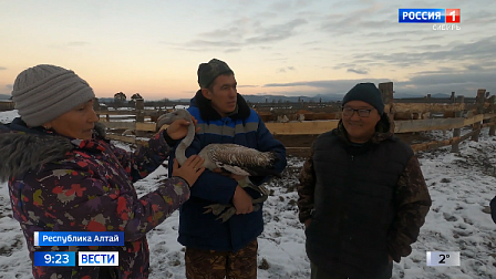 Отбившихся от стаи розовых фламинго спасают в Республике Алтай