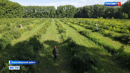 В сельхозартелях Новосибирской области открыли сезон сбора ягод