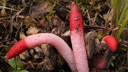Жители Новосибирска нашли в лесу редкий гриб непристойной формы