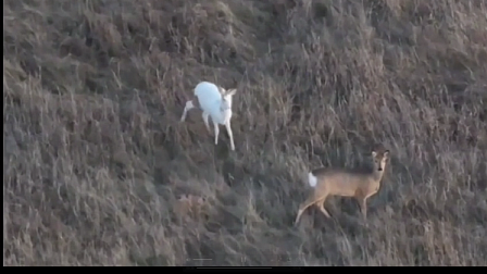 Редчайшую косулю-альбиноса обнаружили в лесу Новосибирской области