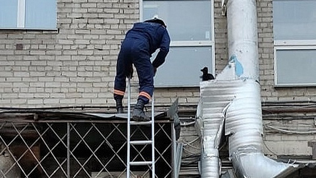 В Новосибирске спасатели помогли застрявшей на крыше кошке