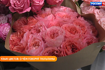 Полезная передача: выбираем букет к 8 марта, переезжаем в апарт-комплекс