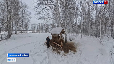 Новосибирские охотоведы начали помогать косулям с кормом на зиму