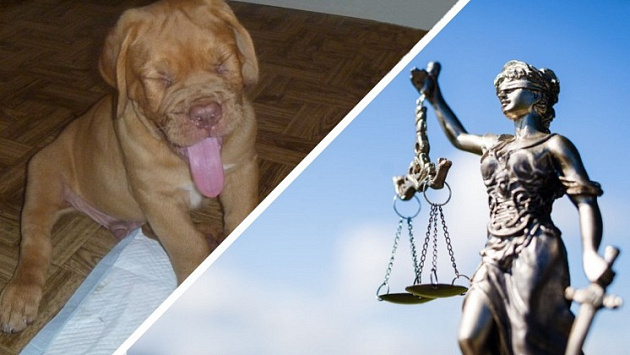 Бывшая судья Новосибирской области может получить срок за незаконные поиски пса Зидана 