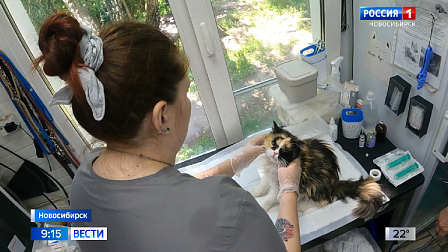 Новосибирские ветеринары провели в Дагестане три сотни бесплатных операций