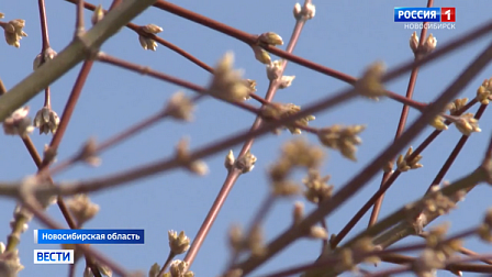 В Новосибирскую область пришла жаркая погода