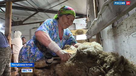 В Республике Алтай прошли соревнования по стрижке овец