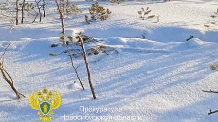 Новосибирец отделался условным сроком за незаконную вырубку 157 деревьев